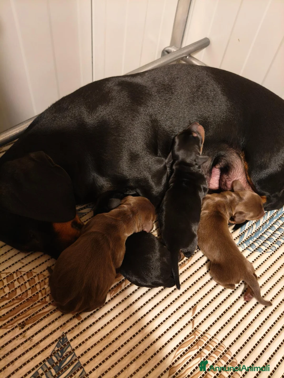 Bassotto Nano cani in vendita: Bassotti cuccioli  a Provincia di Taranto - Annuncio 1