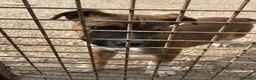 Meticcio cani in regalo: SIMPATICO MUSETTO DA AMARE - Annuncio 3
