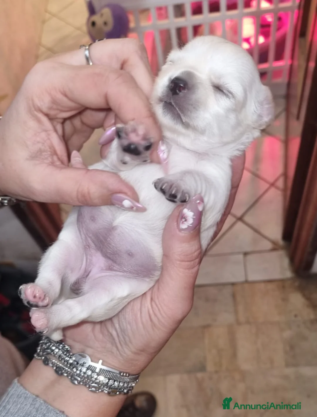 Chihuahua cani in vendita: Chihuahua  - Annuncio 6