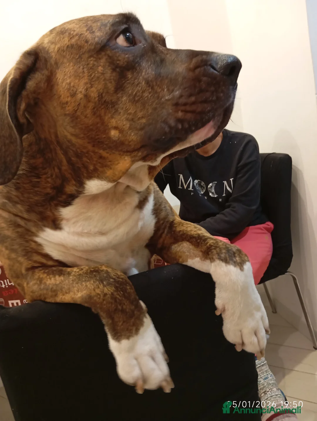 Meticcio cani per accoppiamento: Scyro - Annuncio 2