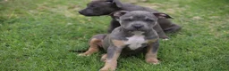 Pitbull cani in vendita: Cuccioli Pit Bull pronta consegna  - Annuncio 24