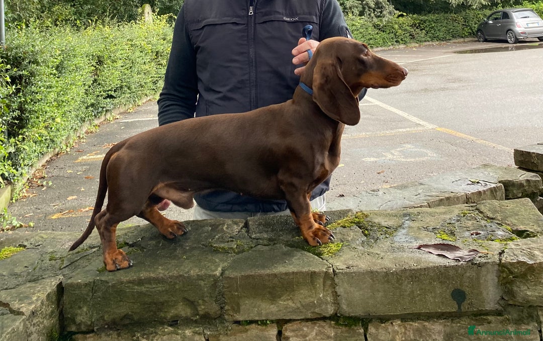 Bassotto cani per accoppiamento: stallone  - Immagine 3