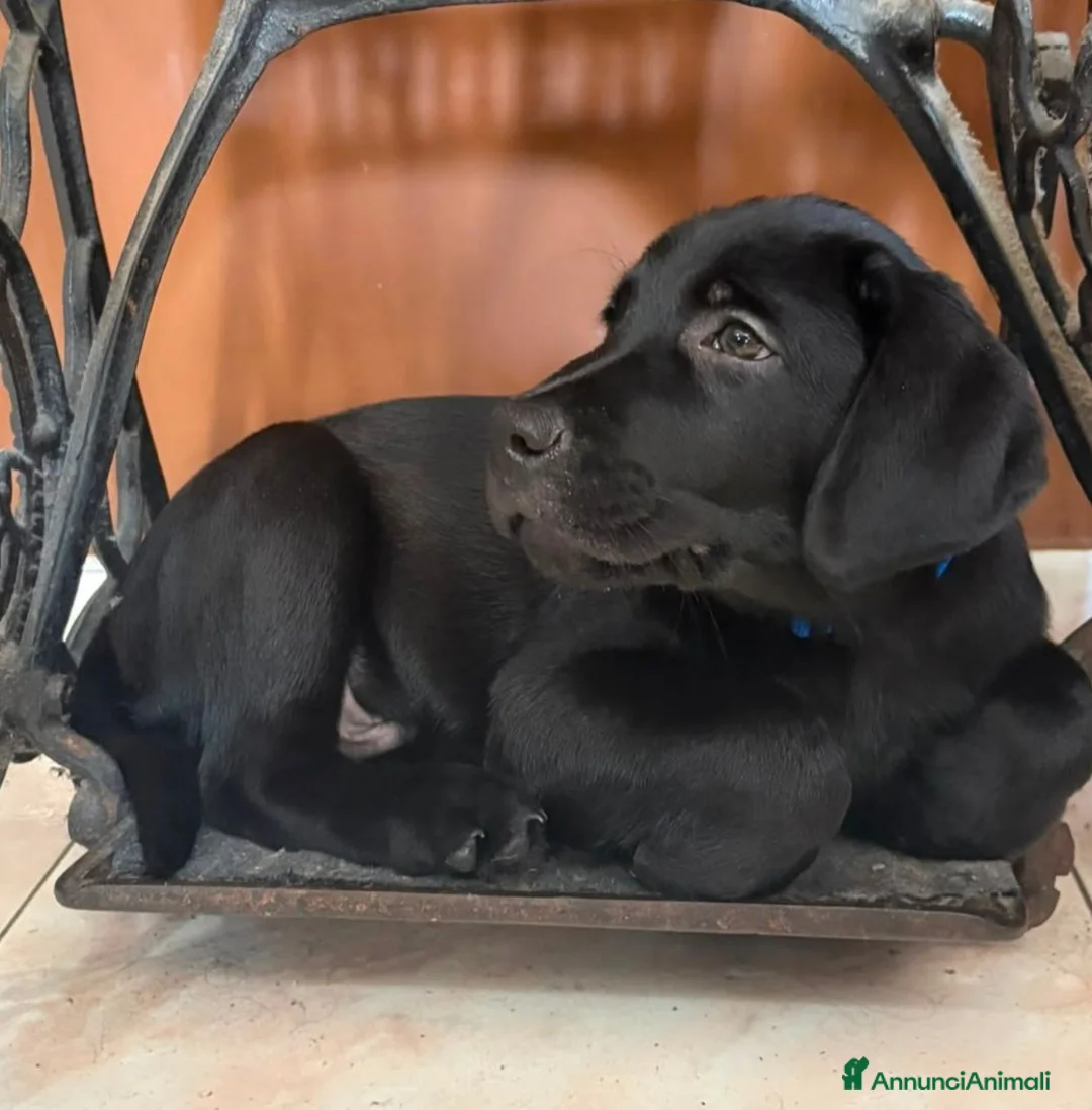 Labrador cani in vendita: Cuccioli di labrador retriever neri  - Annuncio 1