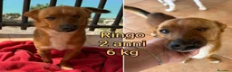 Meticcio cani in regalo: CANI TAGLIA PICCOLA E MEDIOPICCOLA  a Provincia di Pistoia - Annuncio 2