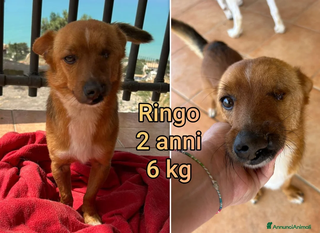 Meticcio cani in regalo: CANI TAGLIA PICCOLA E MEDIOPICCOLA  a Provincia di Pistoia - Annuncio 2