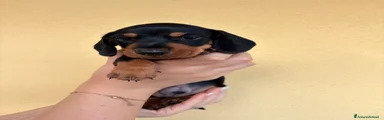 Bassotto 1