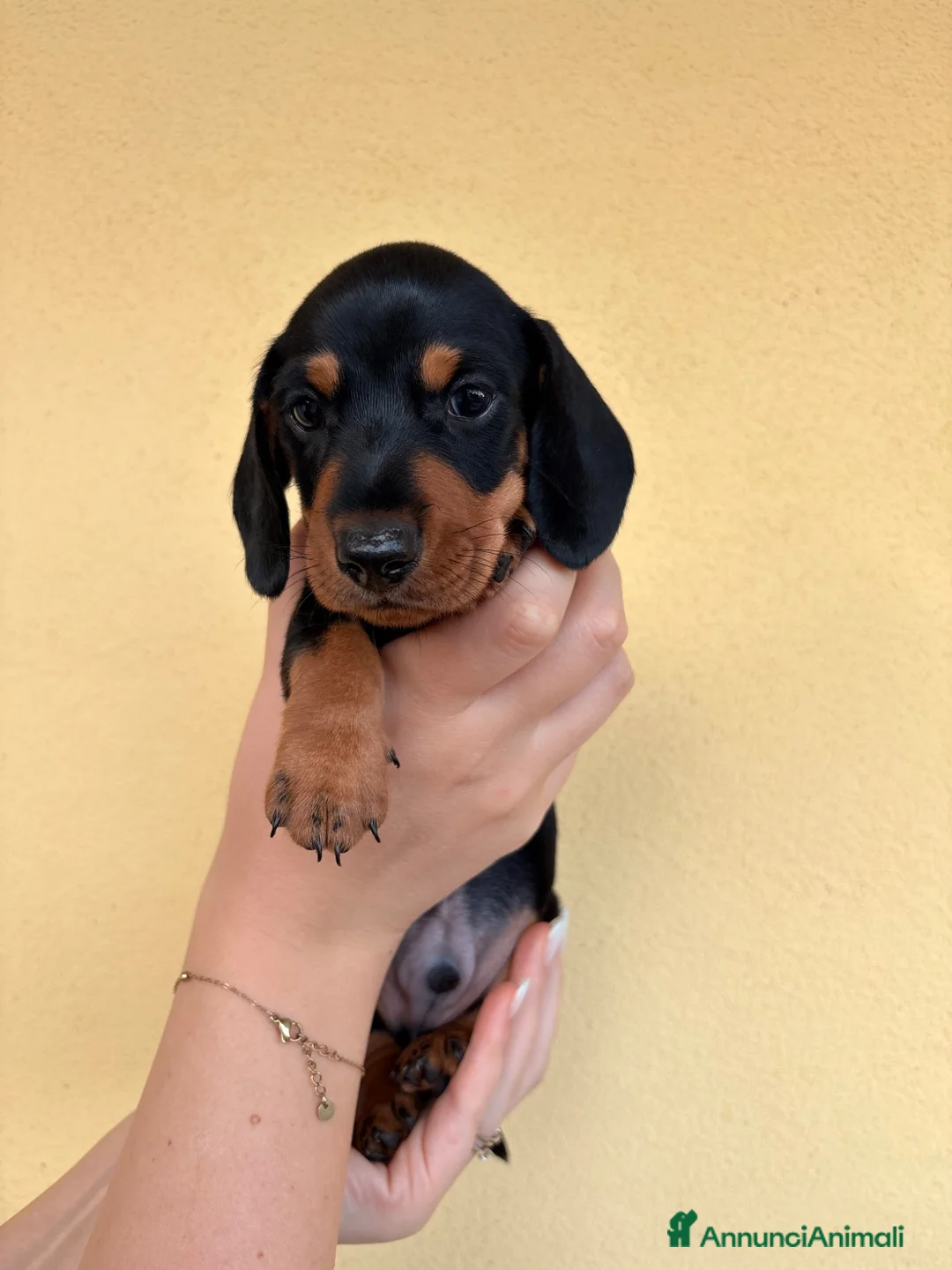 Bassotto cani in vendita: Bassotto Tedesco cuccioli - Annuncio 2