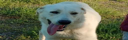 Meticcio cani in regalo: EDO CUCCIOLONE - Annuncio 3