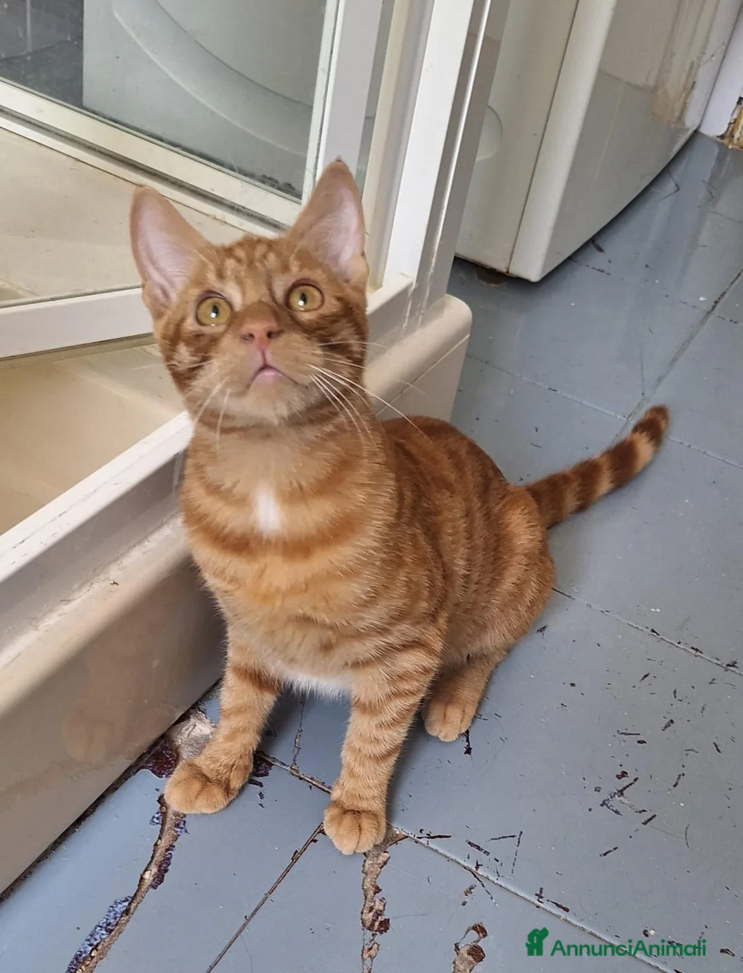 Europeo gatti in regalo: Vincent Van Gogh ravviverà le tue giornate  - Annuncio 6