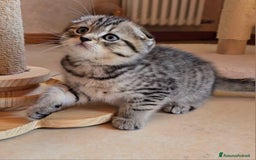 Scottish gatti in vendita: Cuccioli scottish fold e straight  a Provincia di Vicenza - Immagine 19
