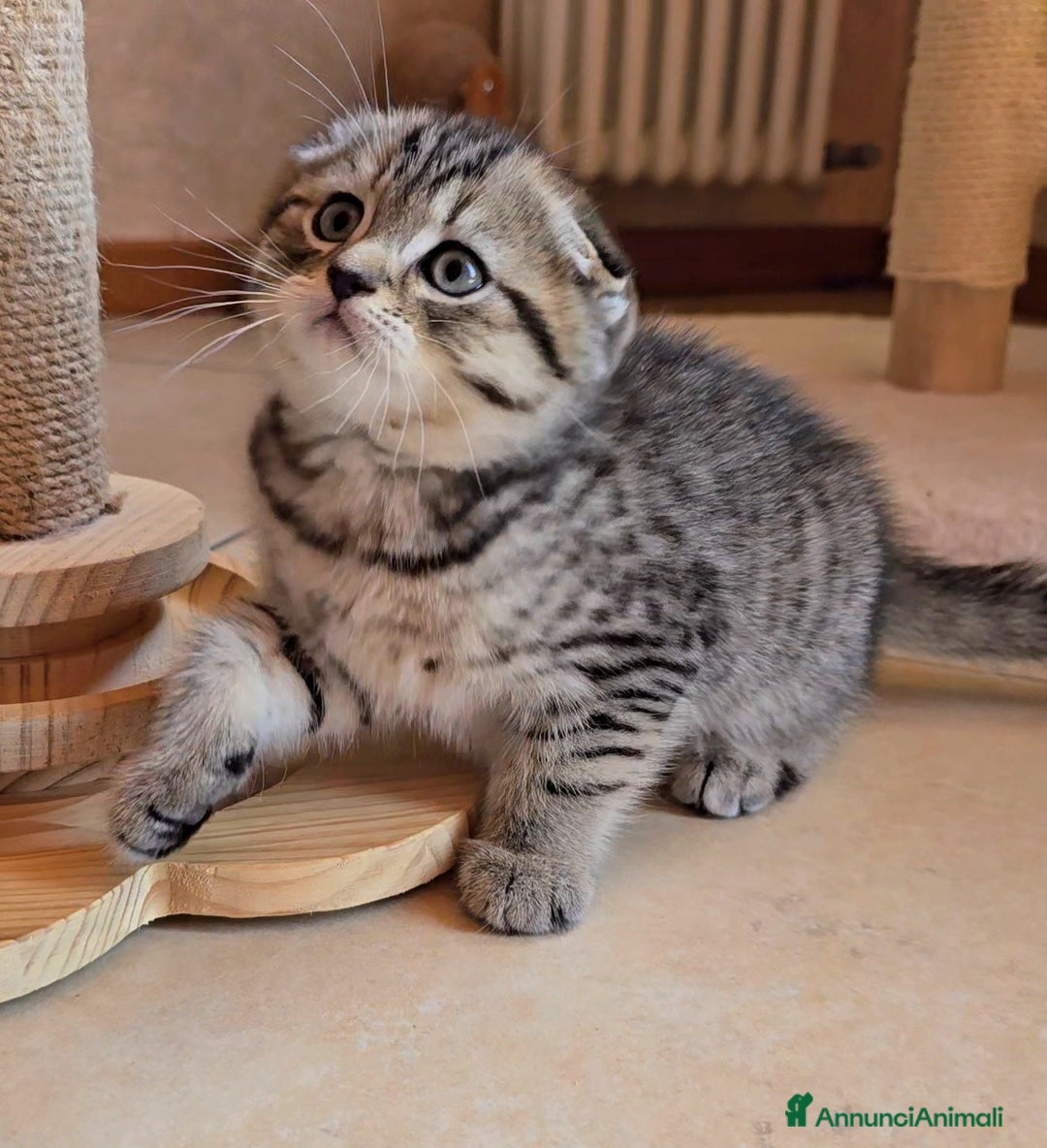 Scottish gatti in vendita: Cuccioli scottish fold e straight  a Provincia di Vicenza - Immagine 19