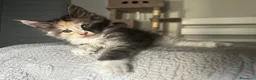 Maine Coon gatti in vendita: Maine coon con pedigree  - Annuncio 15