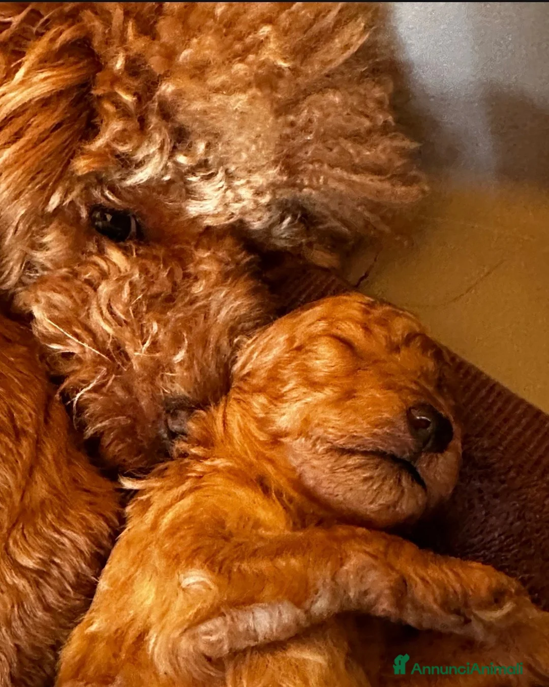 Barboncino Toy cani in vendita: Cucciola Femmina genitori toy  - Annuncio 4
