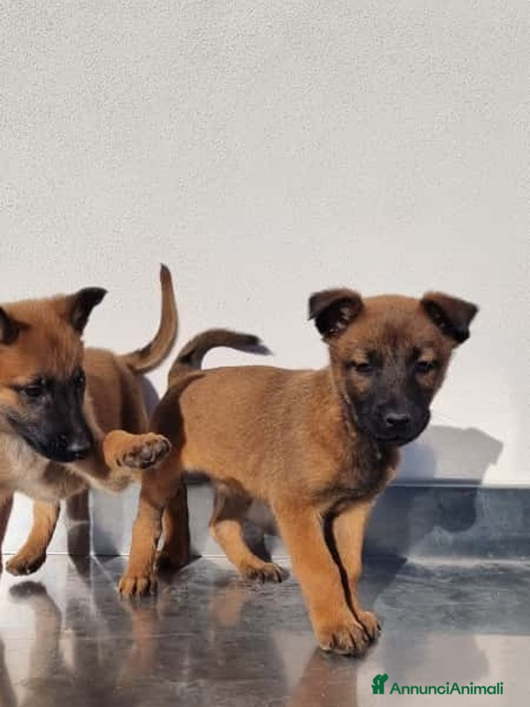 Pastore Belga cani in vendita: Cuccioli Pastore Belga Malinois Allevamento Lecce - Annuncio 2
