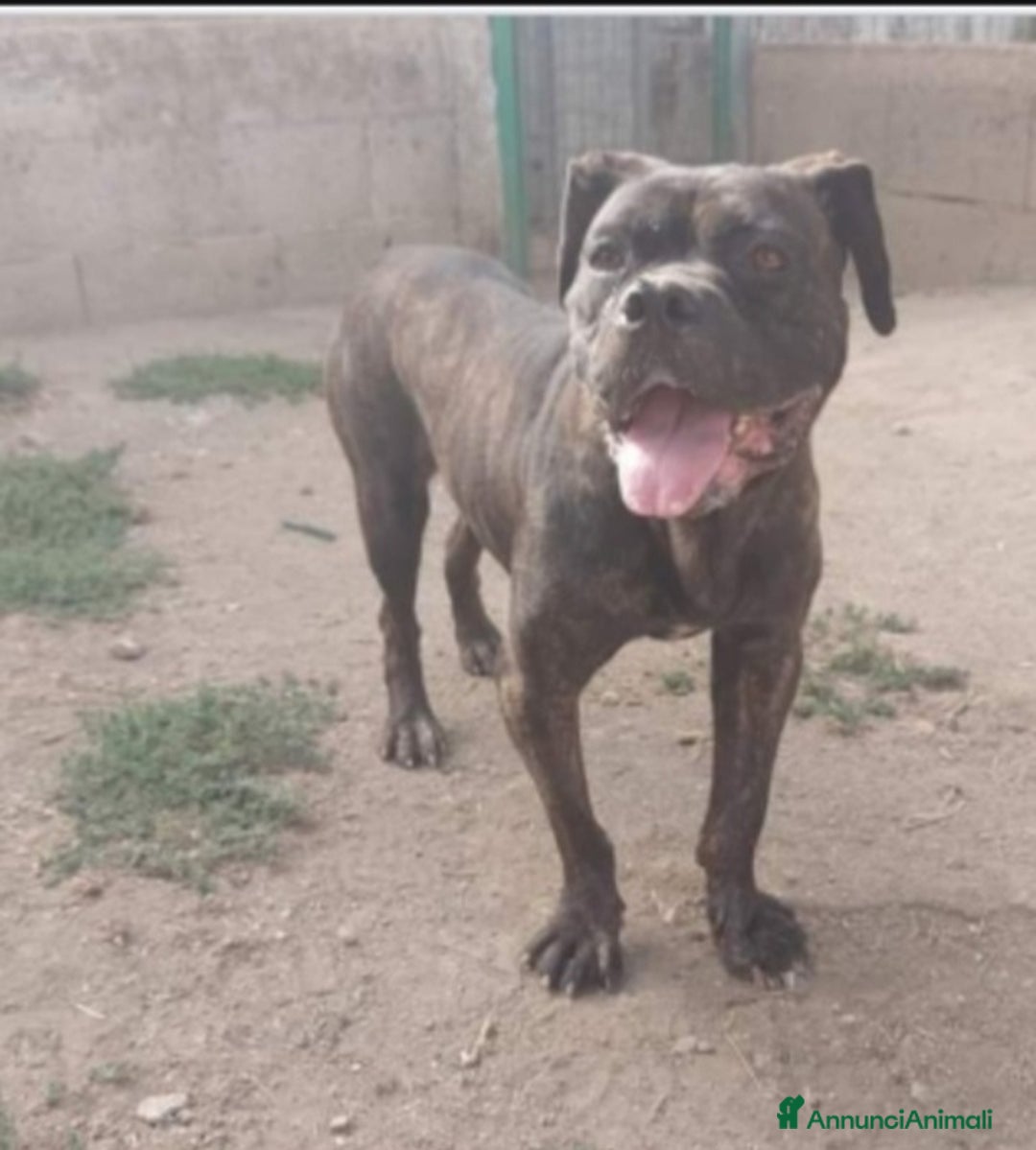 Meticcio cani in regalo: Molossa mix Pit/Corso tigrata triste in box.SALERN a Città metropolitana di Milano - Annuncio 3