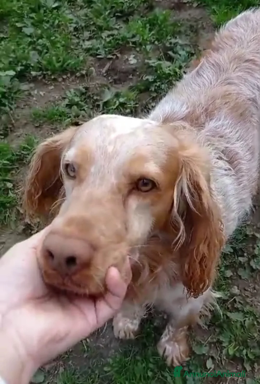 Breton cani in regalo: Breton 7anni in canile dal lontano 2020! VITERBO a Città metropolitana di Milano - Annuncio 2