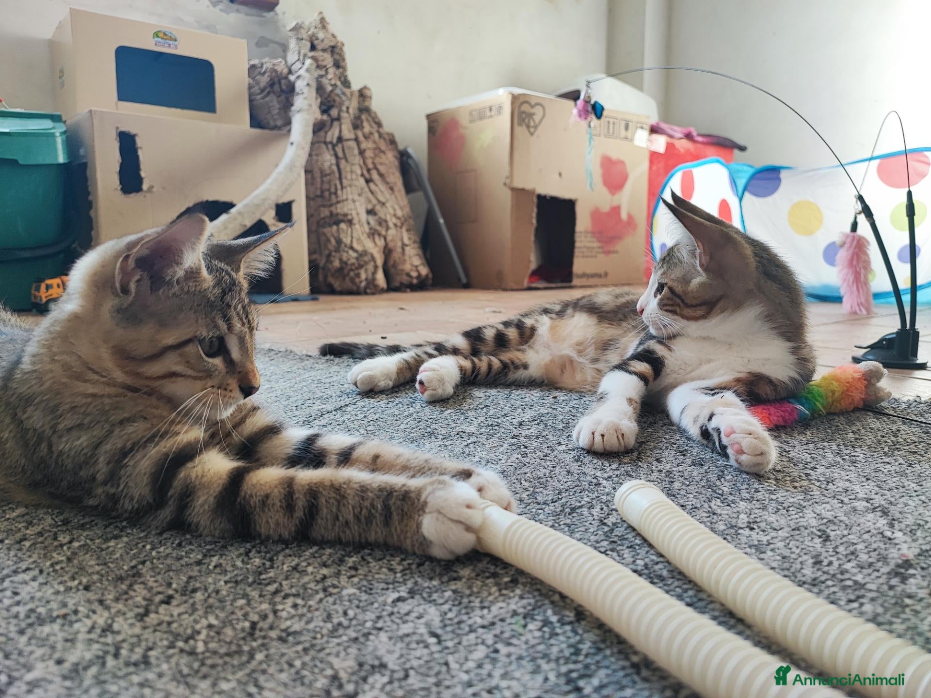 Altre razze gatti Dolcissimi gattini cercano una famiglia amorevole - Annuncio 4