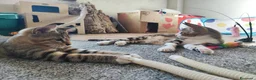 Altre razze gatti in vendita: Dolcissimi gattini cercano una famiglia amorevole - Annuncio 1
