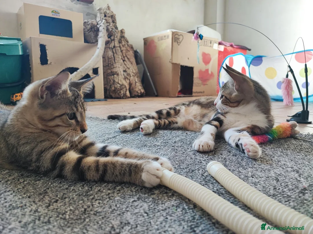 Altre razze gatti in vendita: Dolcissimi gattini cercano una famiglia amorevole - Annuncio 1