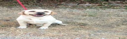 Labrador cani in regalo: Cucciolone labrador miele - Annuncio 1