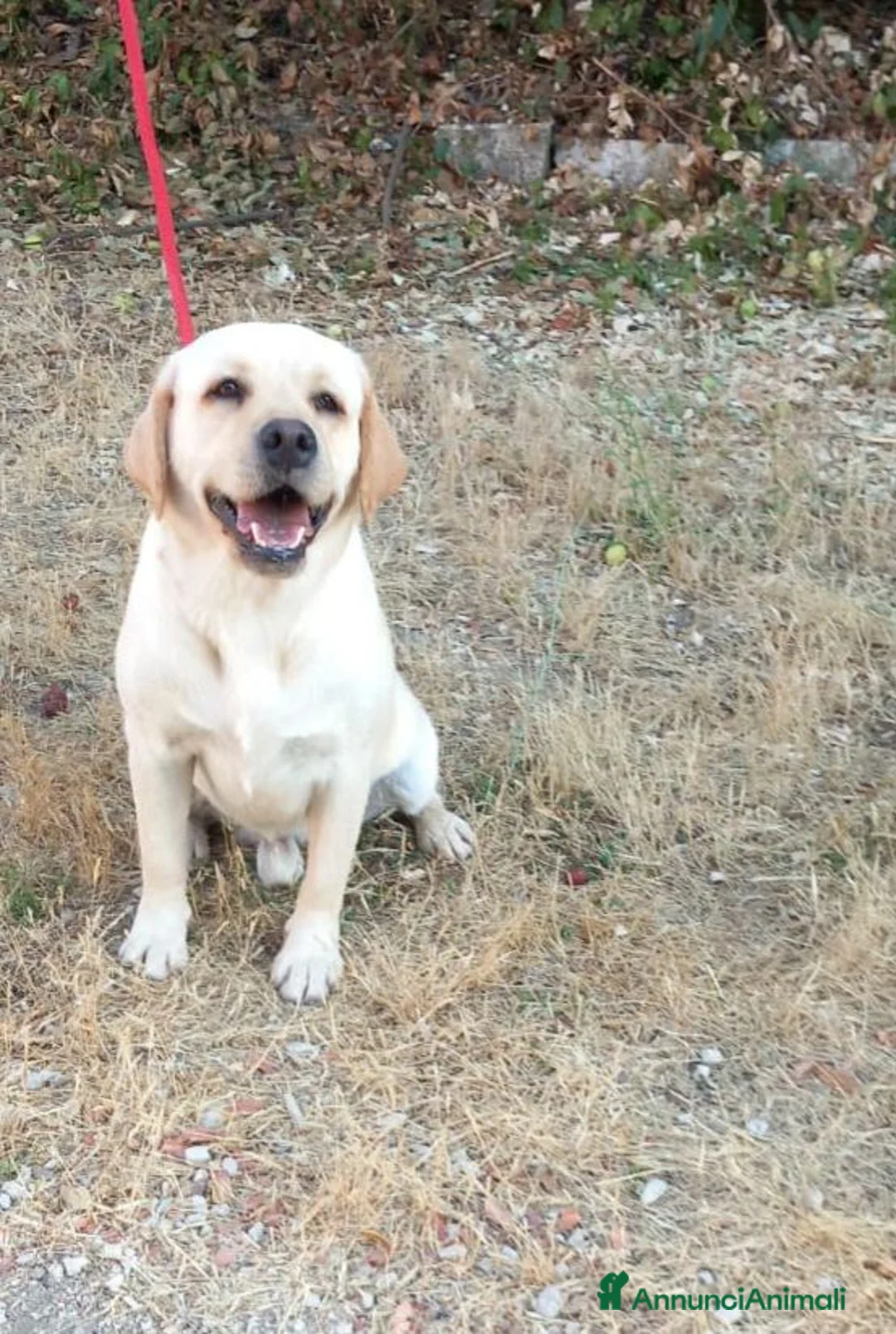 Labrador cani in regalo: Cucciolone labrador miele - Annuncio 1