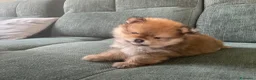 Volpino Pomerania cani in vendita: Volpino di Pomerania  - Annuncio 5