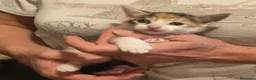 Europeo gatti in regalo: Gattine tricolori - Annuncio 6