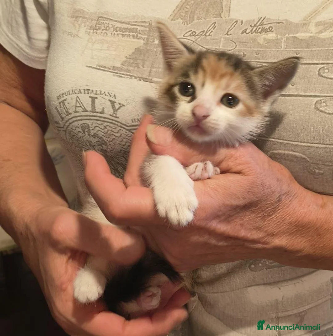 Europeo gatti in regalo: Gattine tricolori - Annuncio 6