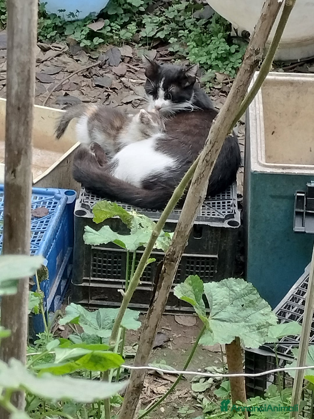 Europeo gatti in regalo: Simpatica micina tricolore - Annuncio 7