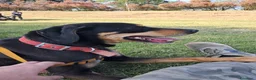 Meticcio cani in regalo: Skylar, una splendida mix segugio - Annuncio 2