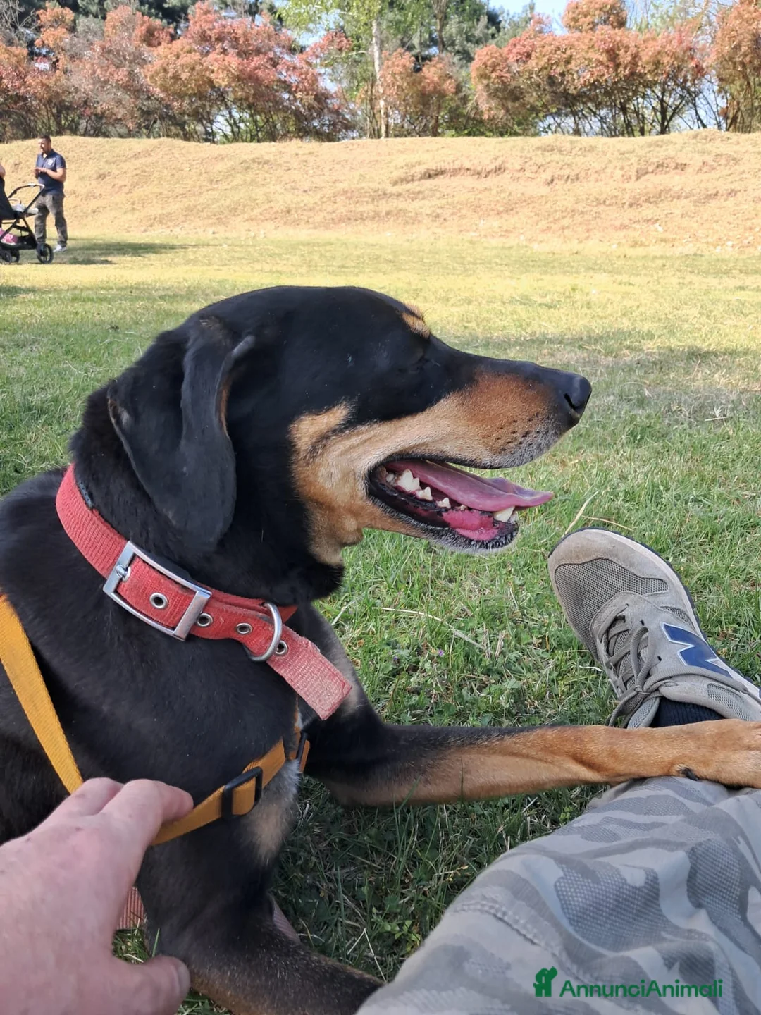 Meticcio cani in regalo: Skylar, una splendida mix segugio - Annuncio 2
