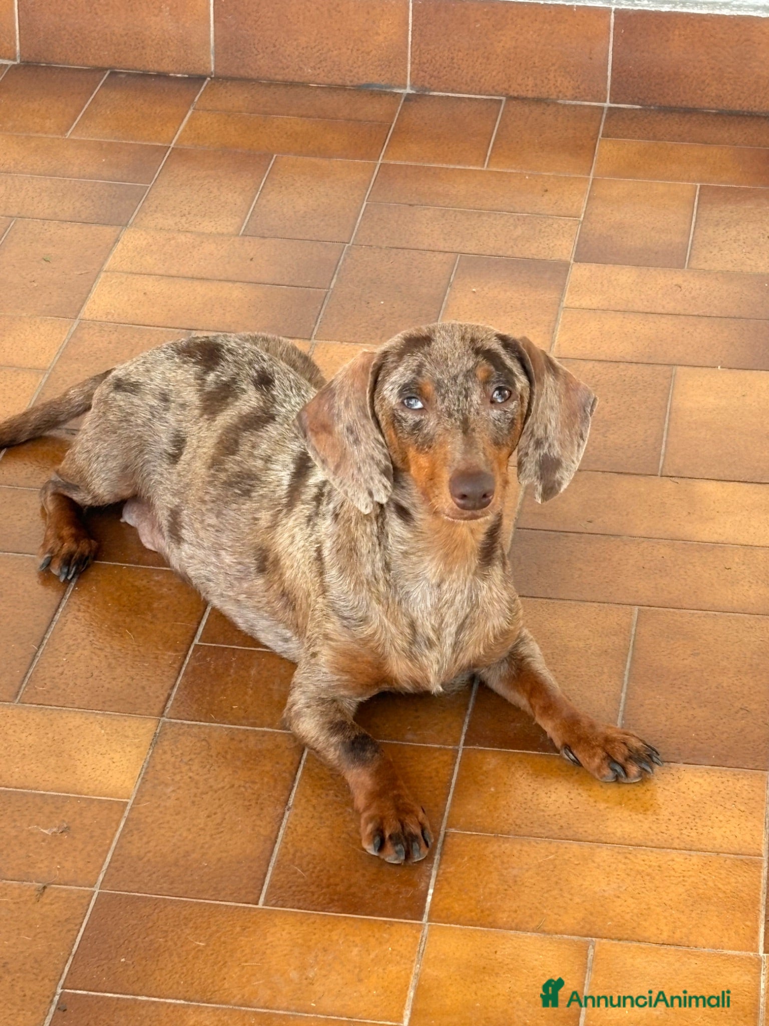 Bassotto cani Bassotti - Annuncio 4