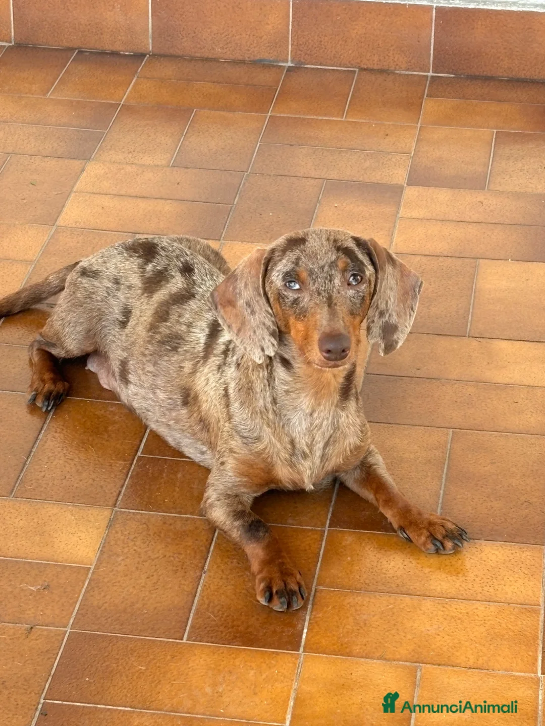 Bassotto cani in vendita: Bassotti - Annuncio 1
