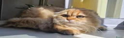 Scottish gatti in vendita: Scottish  - Annuncio 3