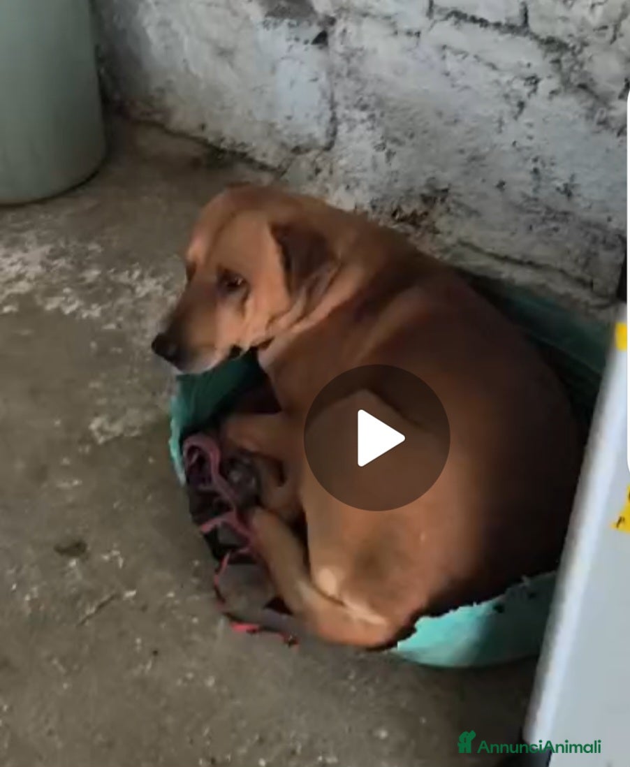 Meticcio cani Nessuno salva Codi 5/6anni SOS aiuto in Italia!!  - Annuncio 6