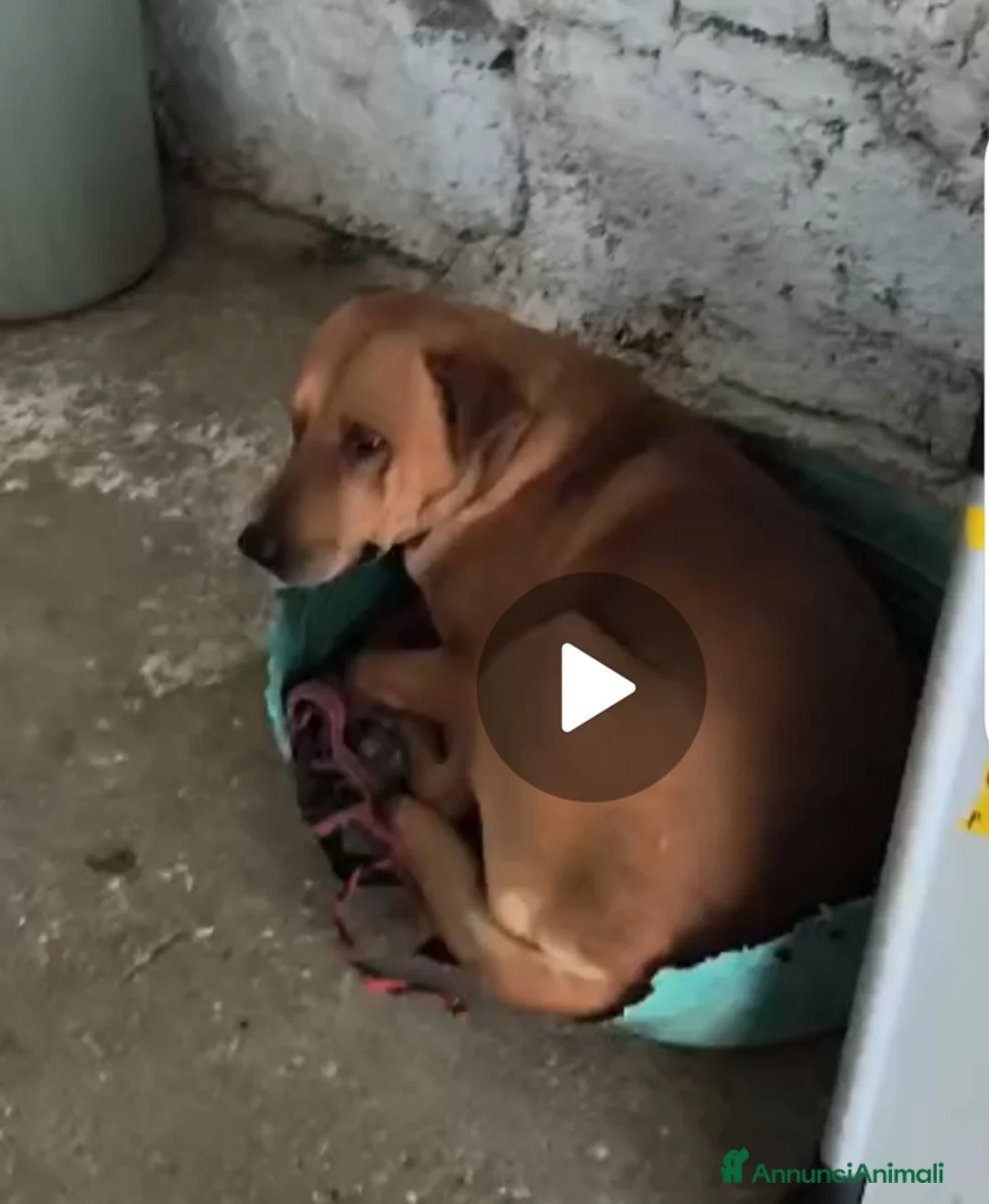 Meticcio cani in regalo: Nessuno salva Codi 5/6anni SOS aiuto in Italia!!  - Annuncio 1