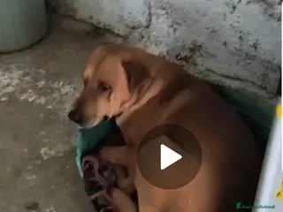 Meticcio cani Nessuno salva Codi 5/6anni SOS aiuto in Italia!! - Annuncio 29