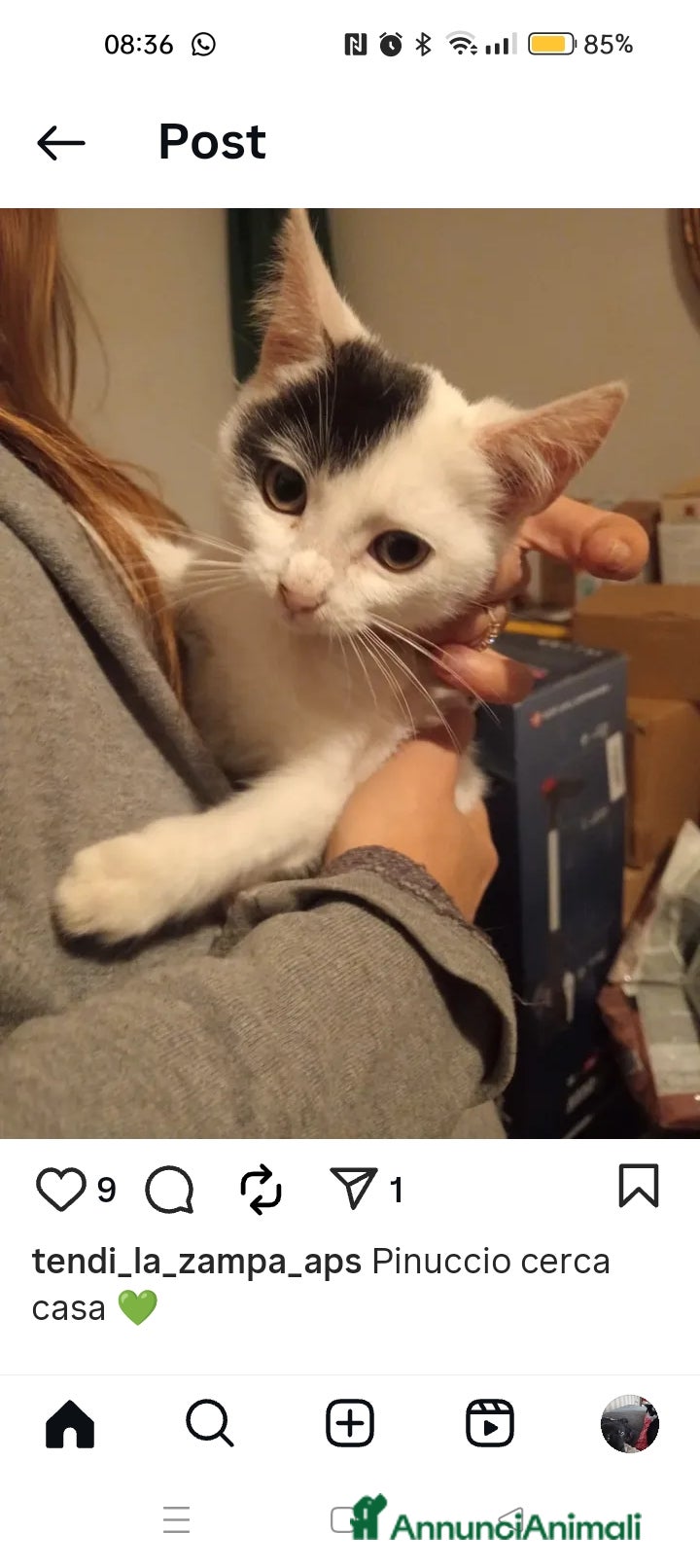 Altre razze gatti Pinuccio, dolcissimo, due mesi,  cerca adozione  a Città metropolitana di Roma Capitale - Annuncio 21