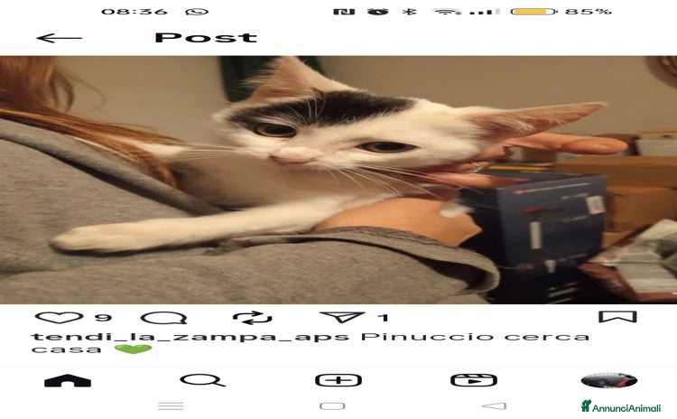 Altre razze gatti a Città metropolitana di Roma Capitale - Annuncio 13