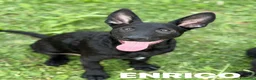 Meticcio cani in regalo: ENRICO, lupacchiotto dal carattere d'oro! TG MEDIA - Annuncio 3