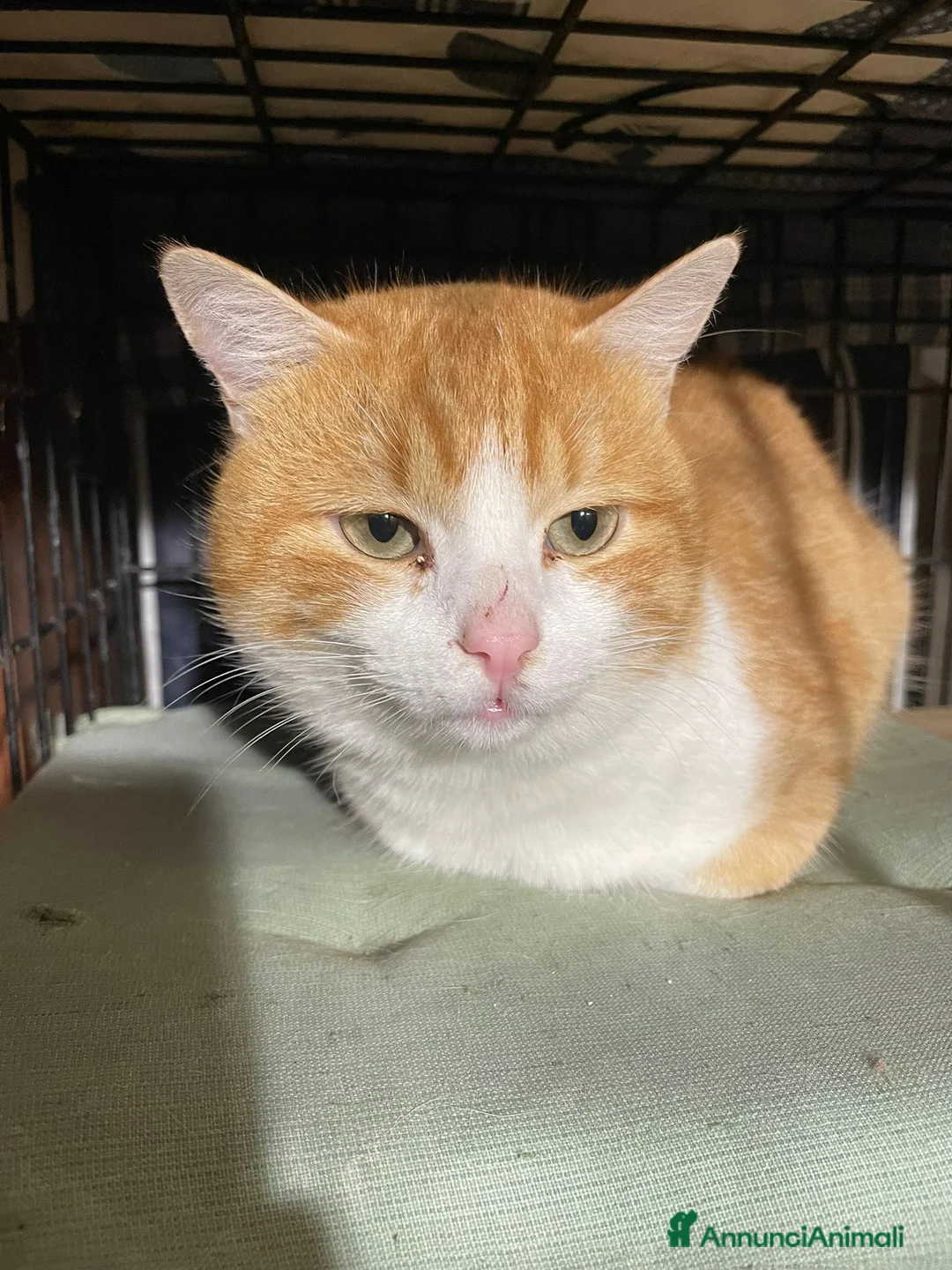 Meticcio gatti in regalo: ZEN E ICE MICIONI_ ADOZIONE DEL CUORE - Annuncio 2