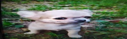 Chihuahua cani in vendita: Chihuahua cucciolo maschietto pelo lungo  - Annuncio 9