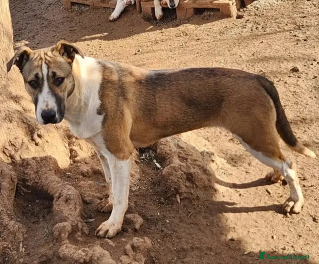 Meticcio cani in regalo: Drago e Lara mix Pitbull 9mesi COSENZA SOS CASA - Annuncio 7