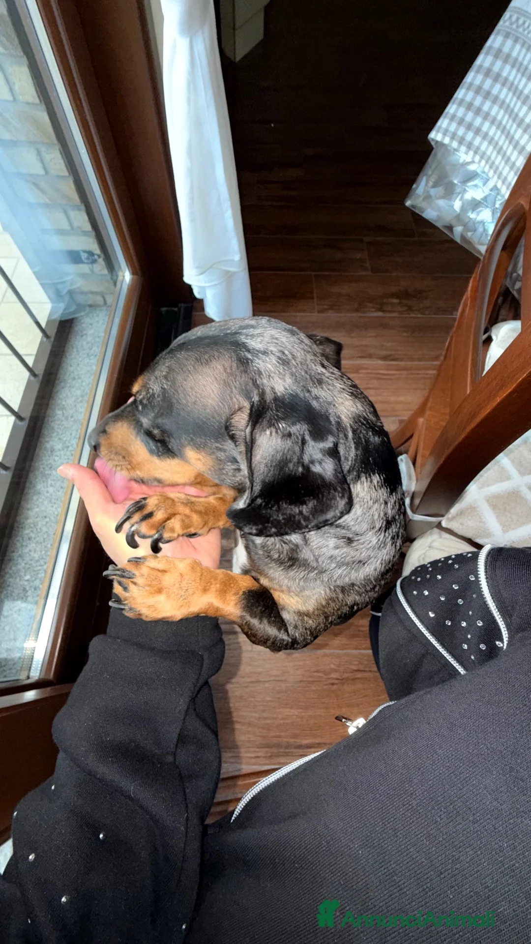 Bassotto cani per accoppiamento: Ciao mi chiamo Ice e sono un bassotto arlecchino a Città metropolitana di Milano - Annuncio 1
