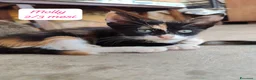 Altre razze gatti in regalo: Gattini destinati alla colonia  a Provincia di Ferrara - Annuncio 1