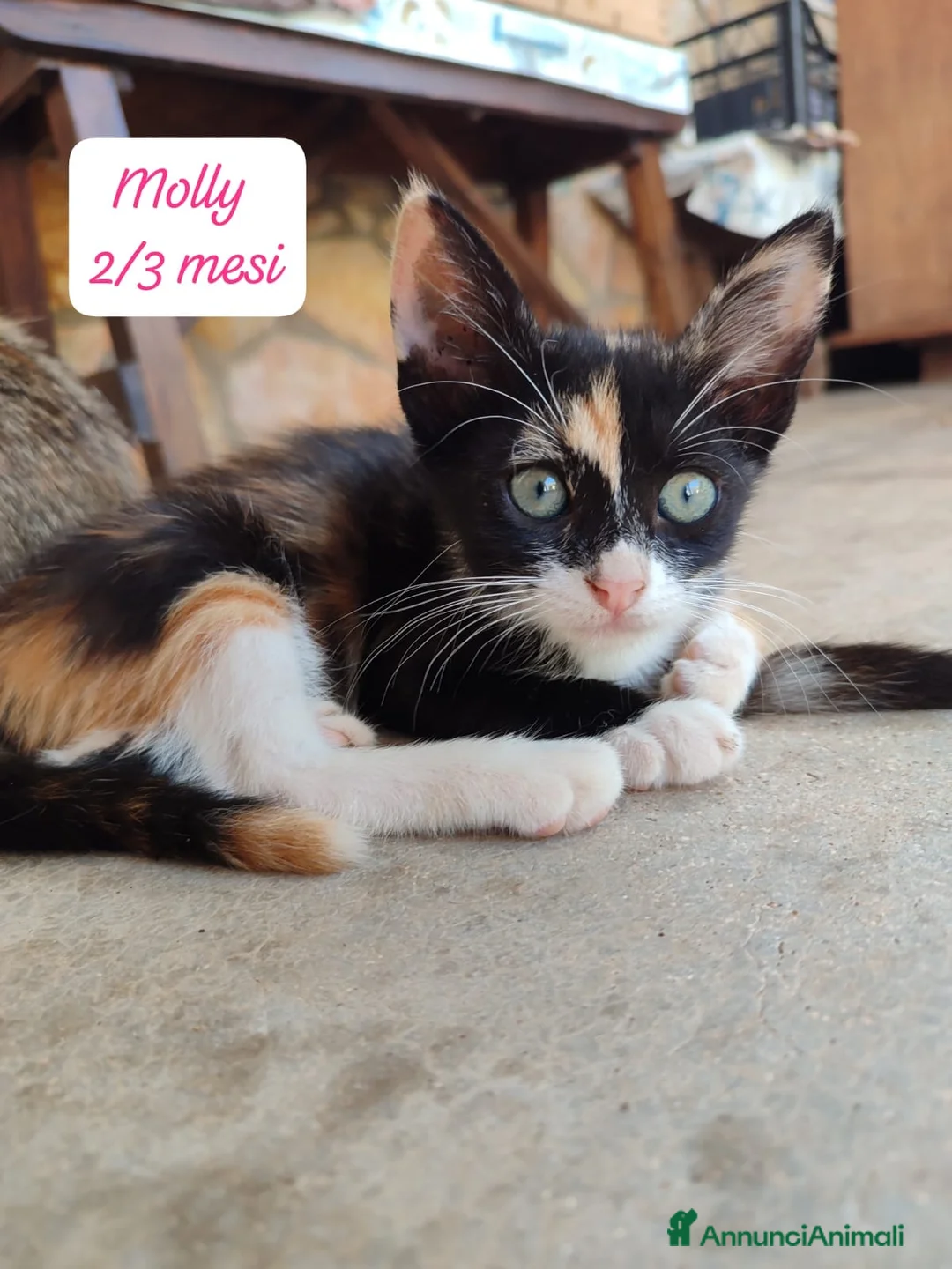 Altre razze gatti in regalo: Gattini destinati alla colonia  a Provincia di Ferrara - Annuncio 1