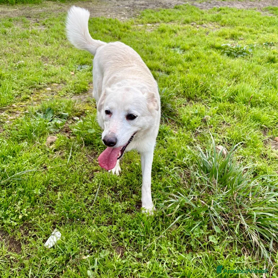 Meticcio cani in regalo: WILMA 🩷 - nessuno l’ha mai scelta 😢🥺😞 a Provincia di Arezzo - Annuncio 5