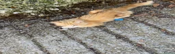 Meticcio gatti in regalo: GATTI ADORABILI a Provincia di Monza e della Brianza - Annuncio 2