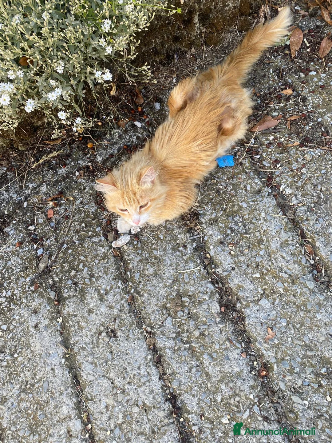 Meticcio gatti in regalo: GATTI ADORABILI a Provincia di Monza e della Brianza - Annuncio 2