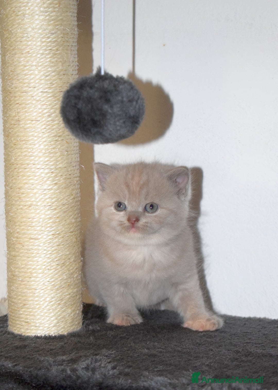 Scottish gatti in vendita: Scottish fold e straight - Annuncio 24
